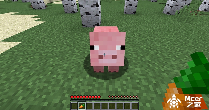 猪的驯服方法